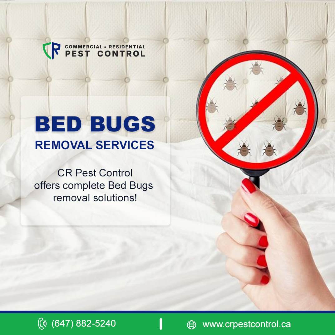 Protect Your Home With Fast Bed Bug Removal