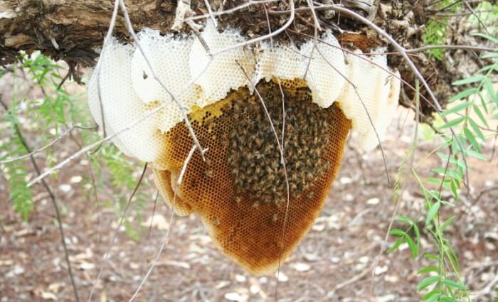 How to Reduce Bee Traffic in Narrow Outdoor Walkways