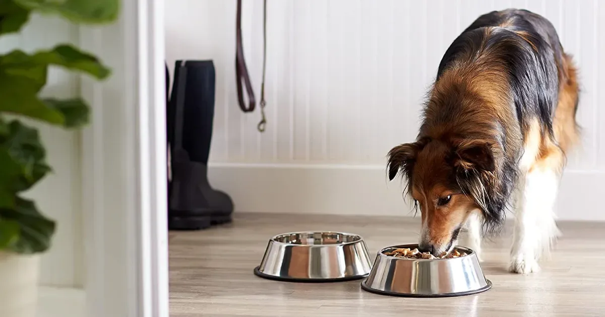 Selecting Safe and Durable Products for Growing Dogs: A Complete Guide